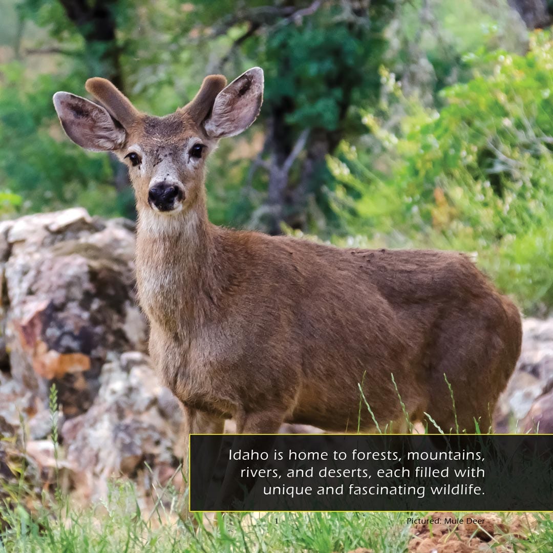 Animals of Idaho! A My Incredible World Picture Book for Children