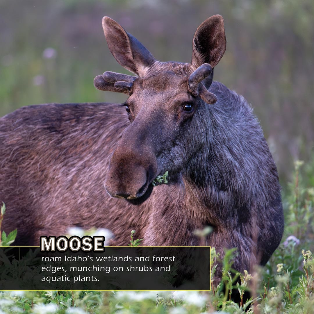 Animals of Idaho! A My Incredible World Picture Book for Children