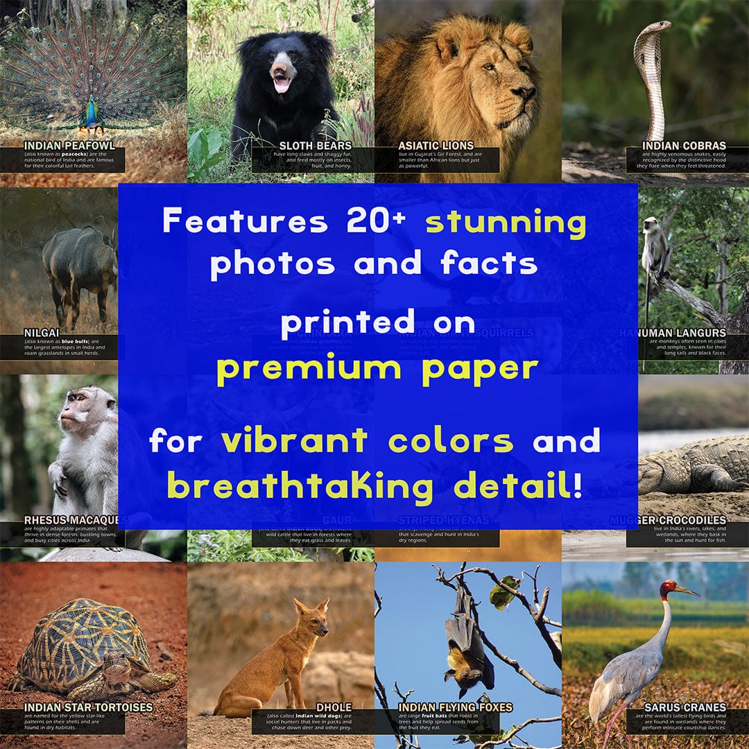 Animals of India! A My Incredible World Picture Book for Children
