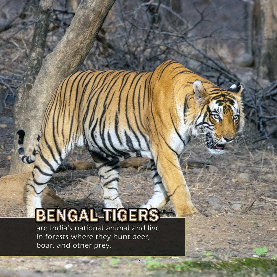 Animals of India! A My Incredible World Picture Book for Children