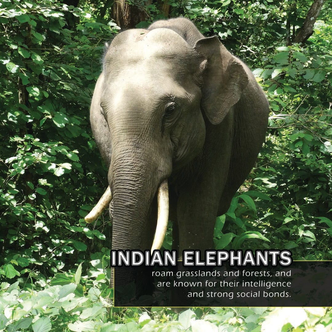 Animals of India! A My Incredible World Picture Book for Children