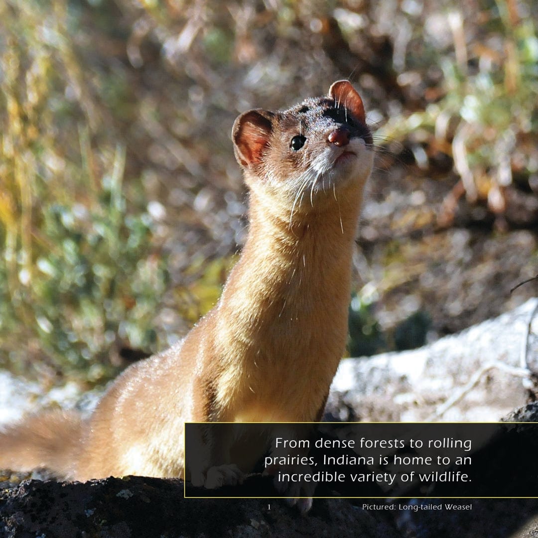 Animals of Indiana! A My Incredible World Picture Book for Children