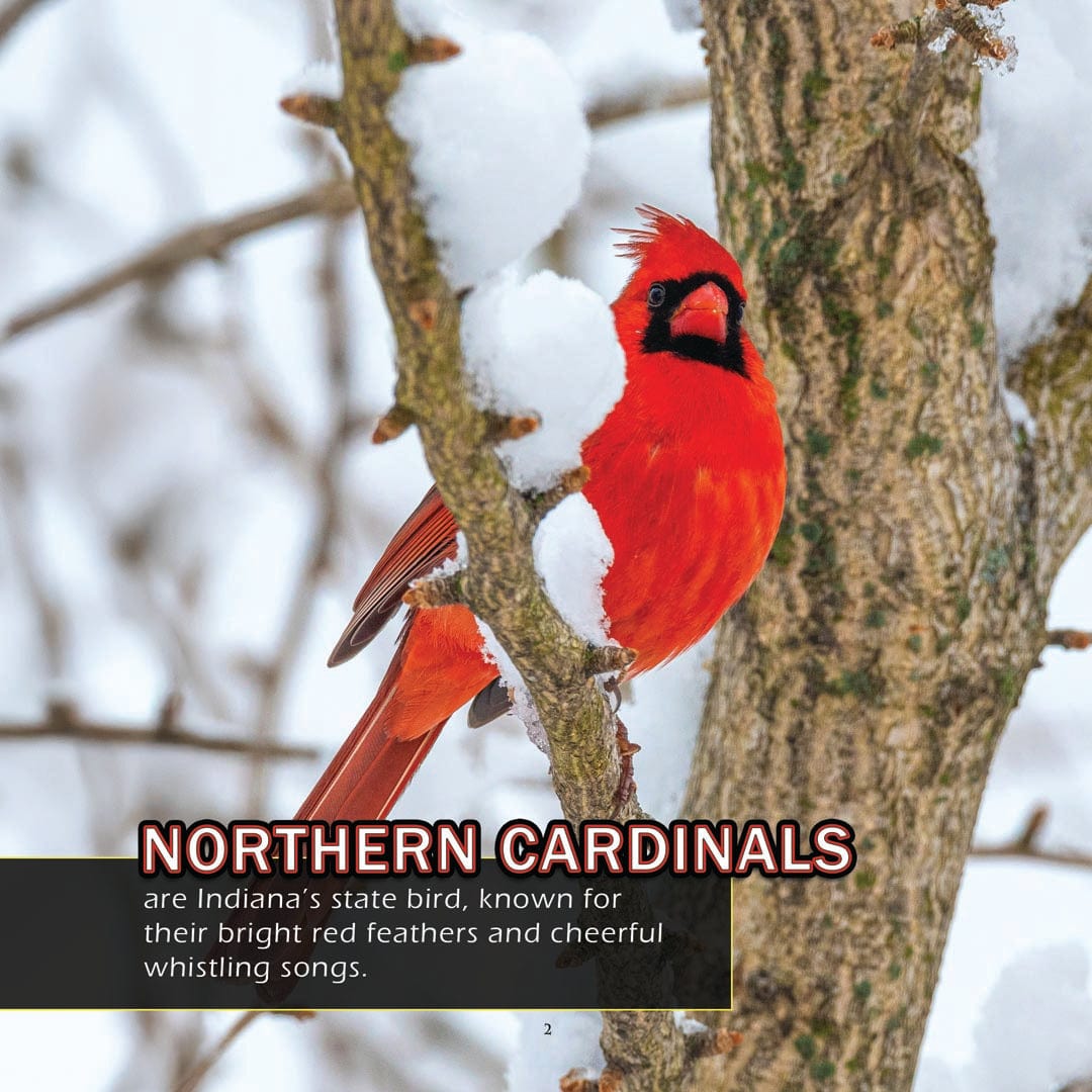 Animals of Indiana! A My Incredible World Picture Book for Children