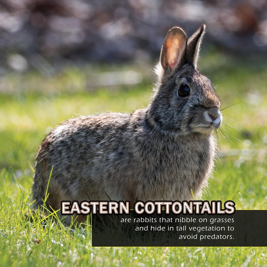 Animals of Iowa! A My Incredible World Picture Book for Children