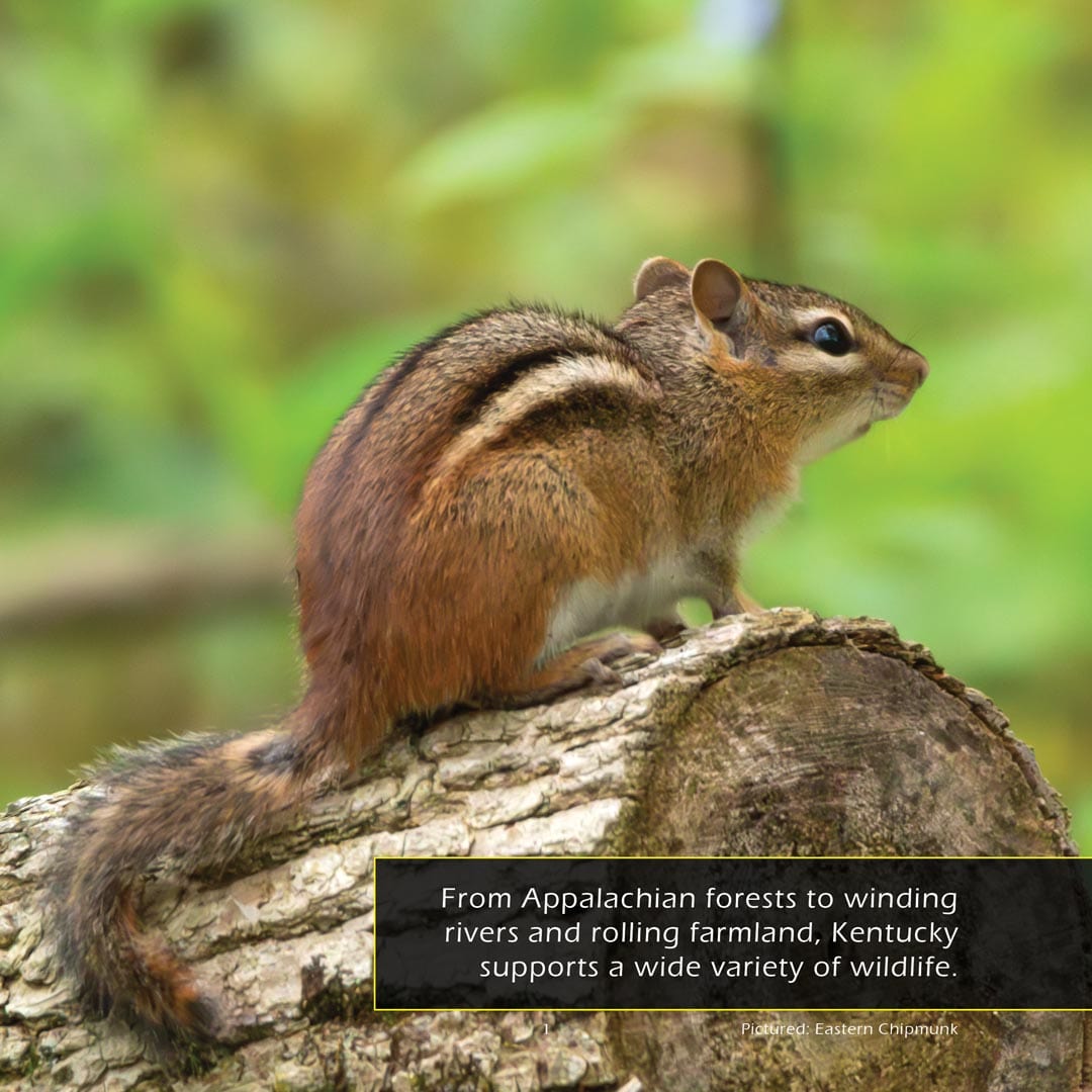 Animals of Kentucky! A My Incredible World Picture Book for Children