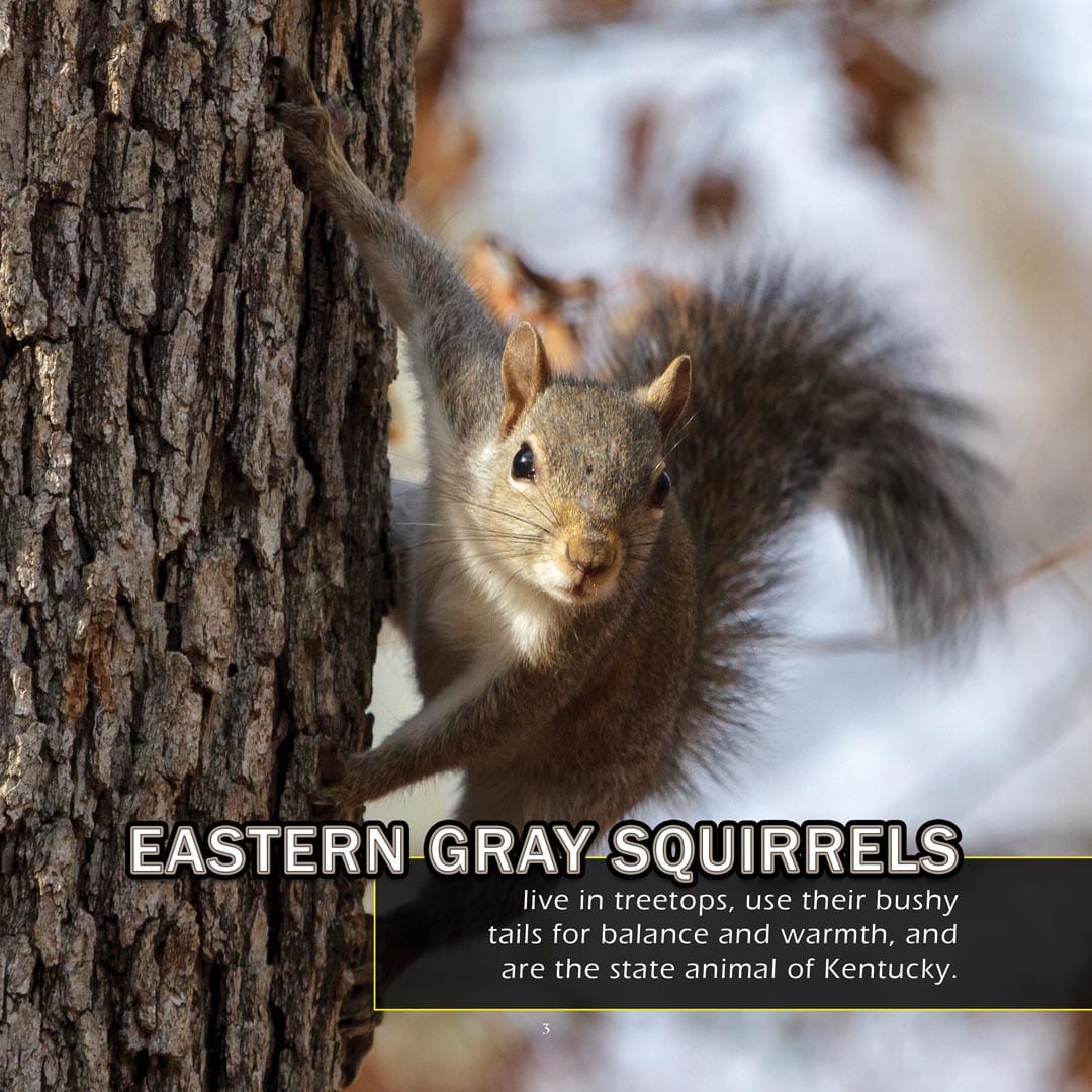 Animals of Kentucky! A My Incredible World Picture Book for Children