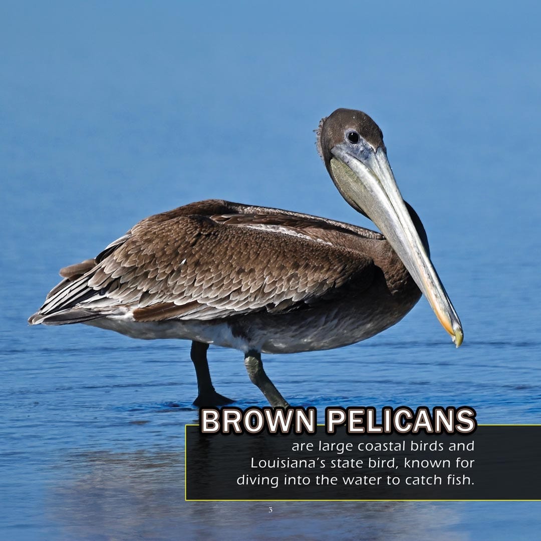 Animals of Louisiana! A My Incredible World Picture Book for Children