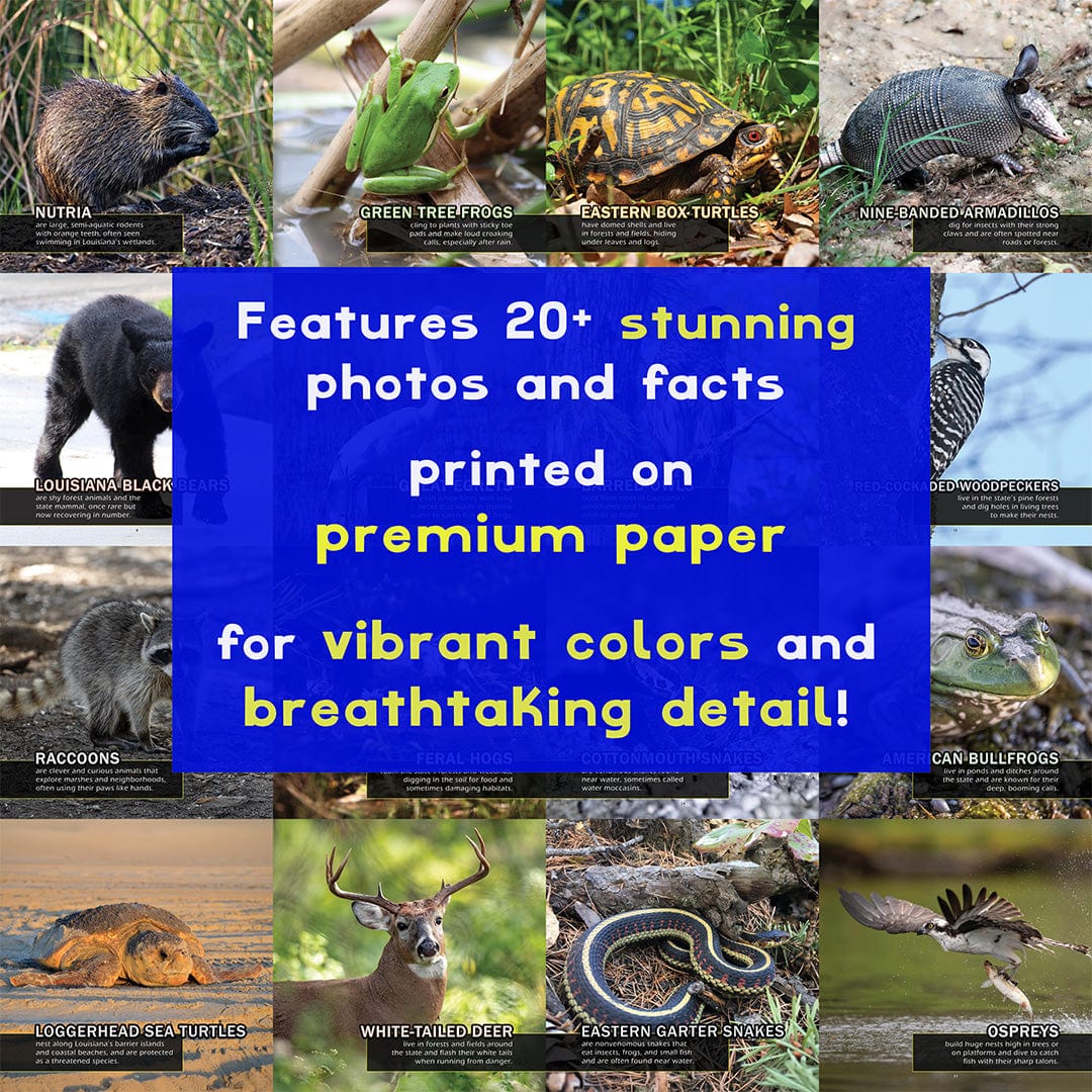 Animals of Louisiana! A My Incredible World Picture Book for Children