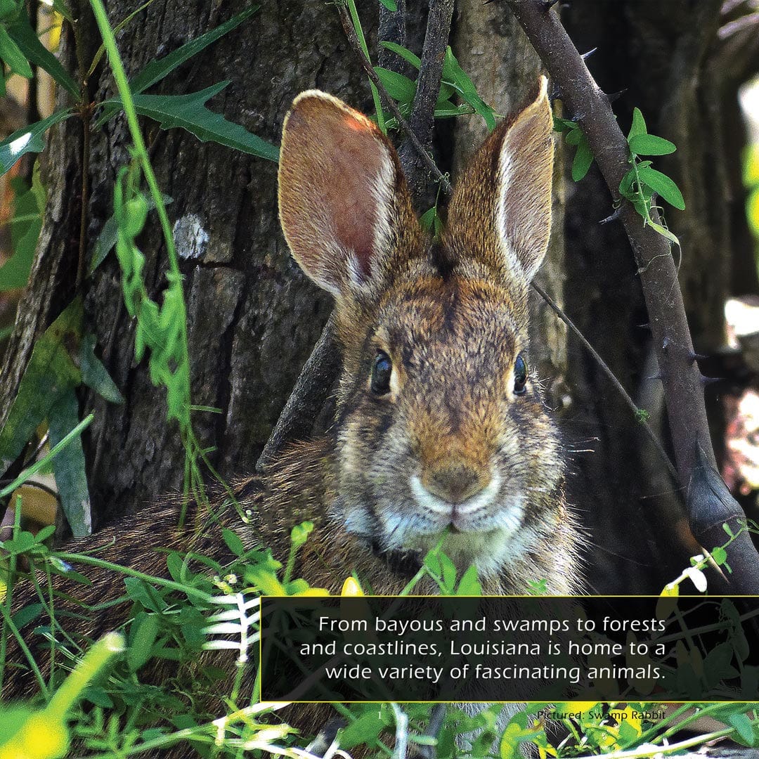 Animals of Louisiana! A My Incredible World Picture Book for Children