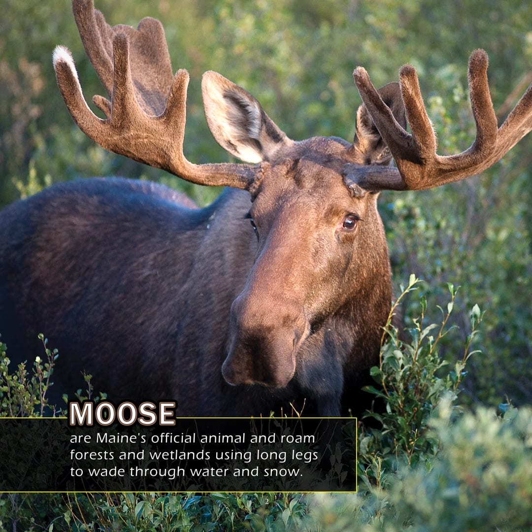 Animals of Maine! A My Incredible World Picture Book for Children