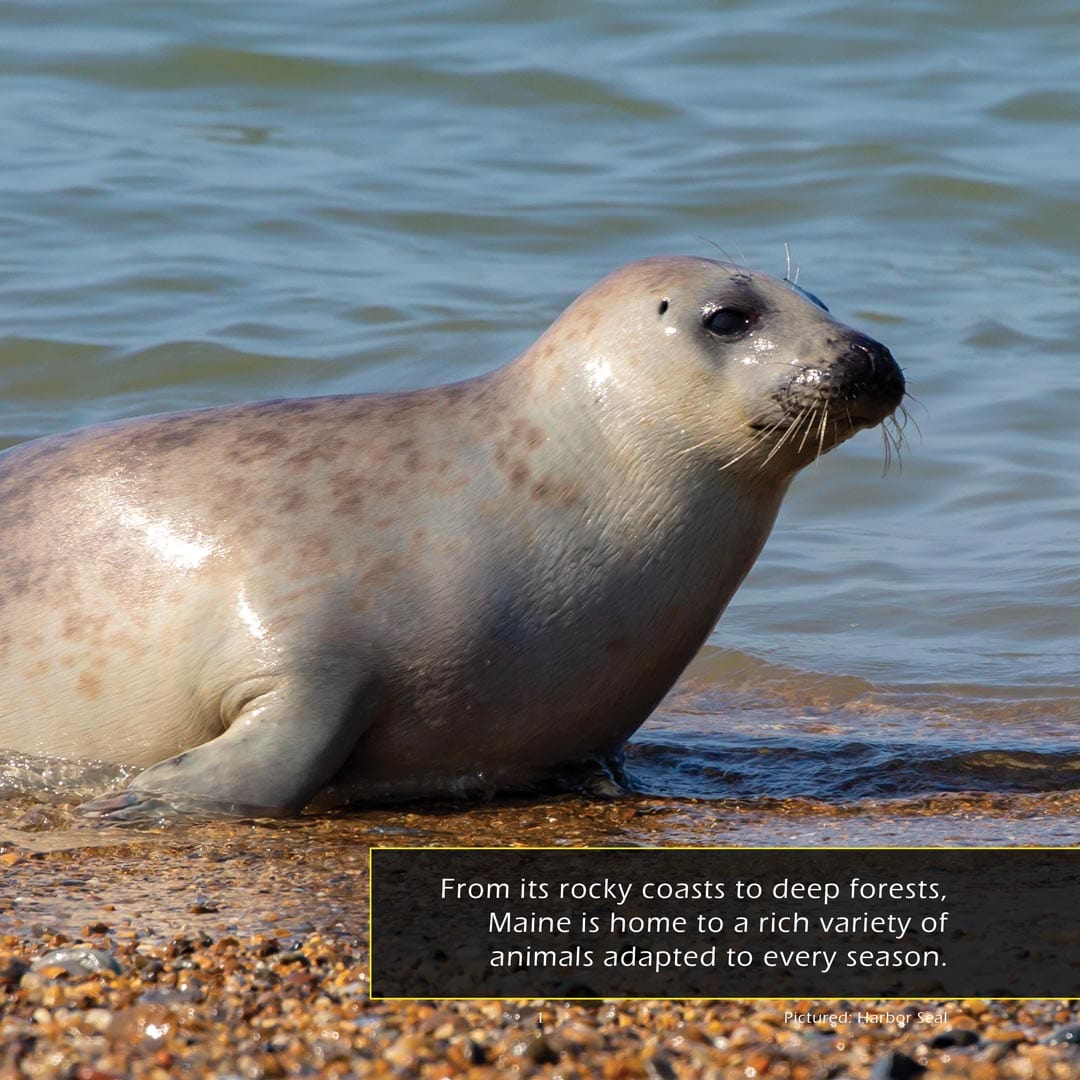 Animals of Maine! A My Incredible World Picture Book for Children