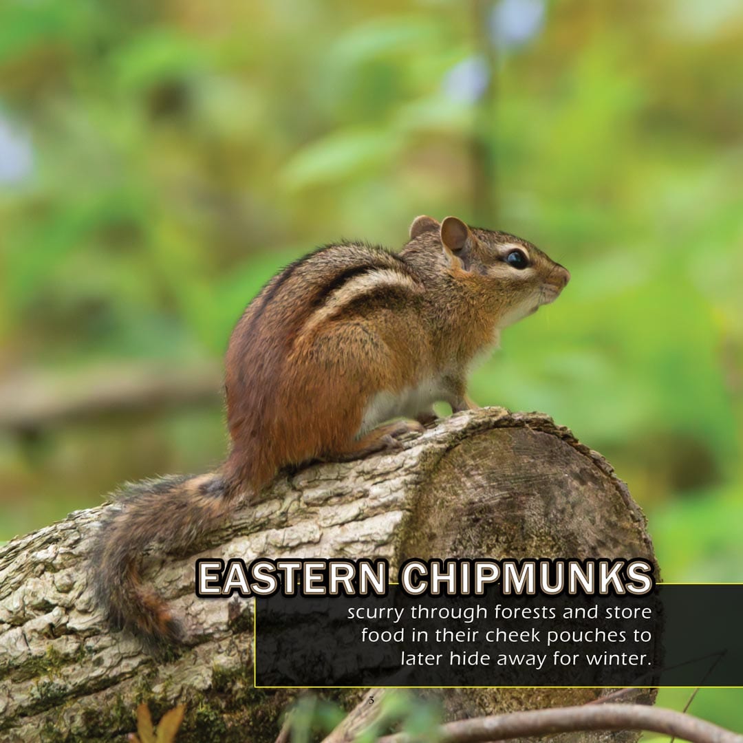 Animals of Maine! A My Incredible World Picture Book for Children