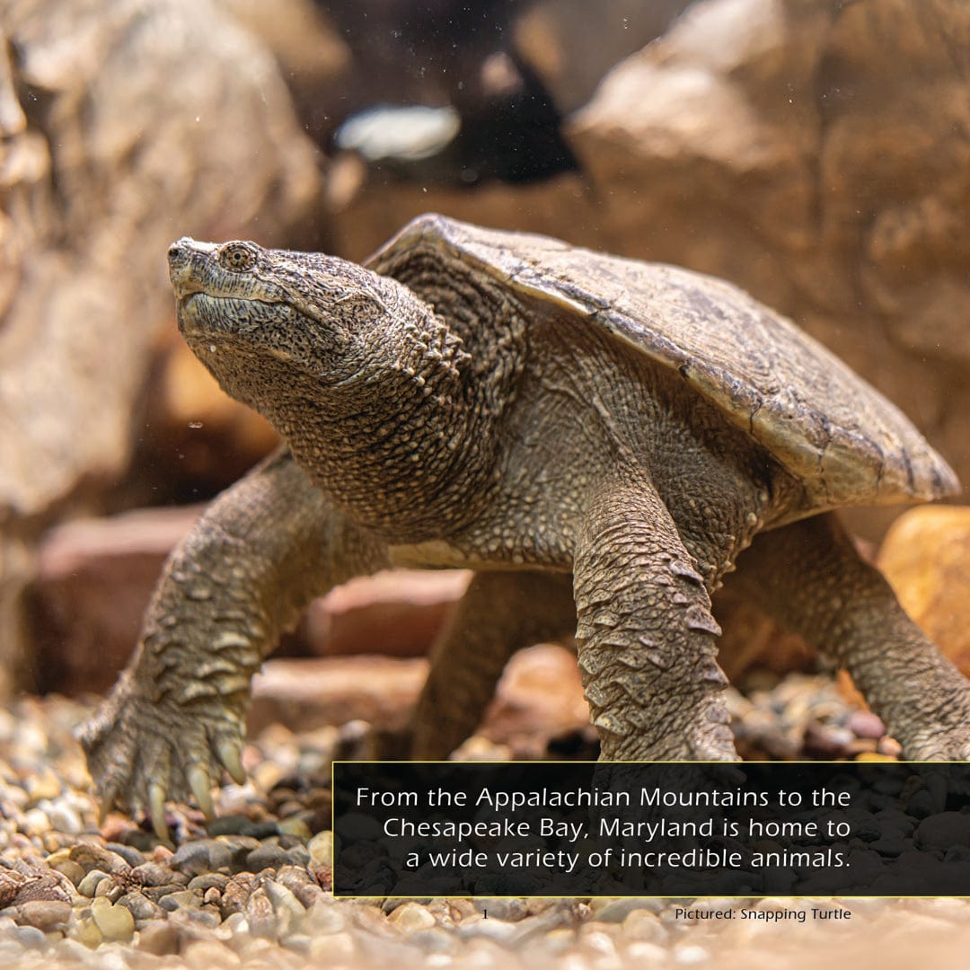 Animals of Maryland! A My Incredible World Picture Book for Children