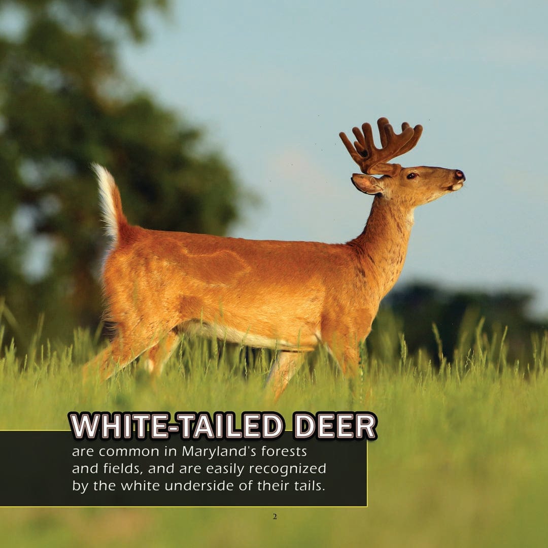 Animals of Maryland! A My Incredible World Picture Book for Children