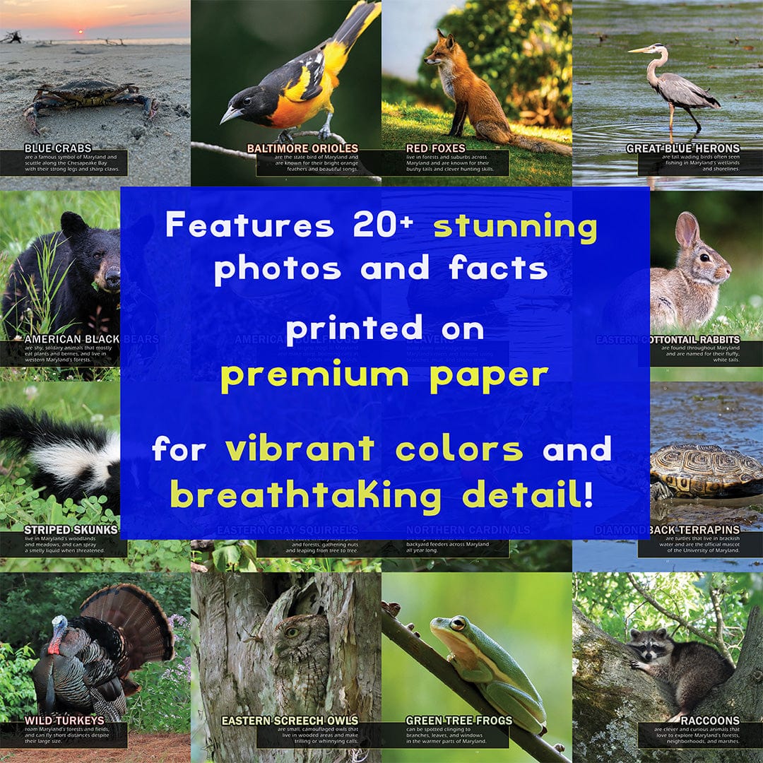 Animals of Maryland! A My Incredible World Picture Book for Children