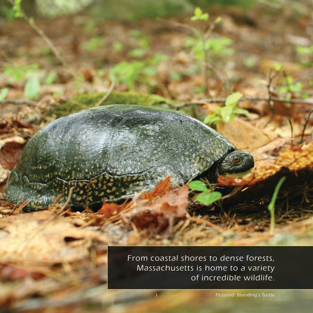 Animals of Massachusetts! A My Incredible World Picture Book for Children
