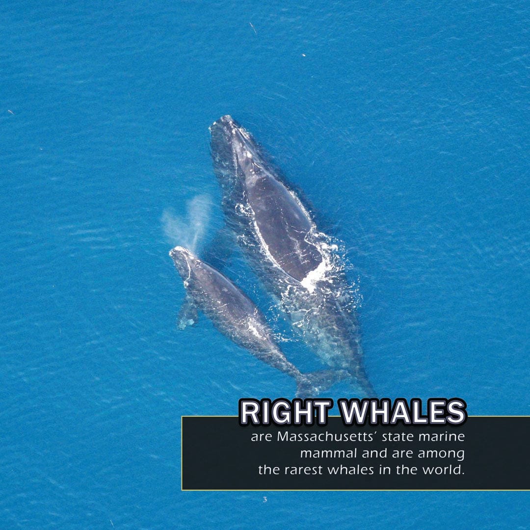 Animals of Massachusetts! A My Incredible World Picture Book for Children