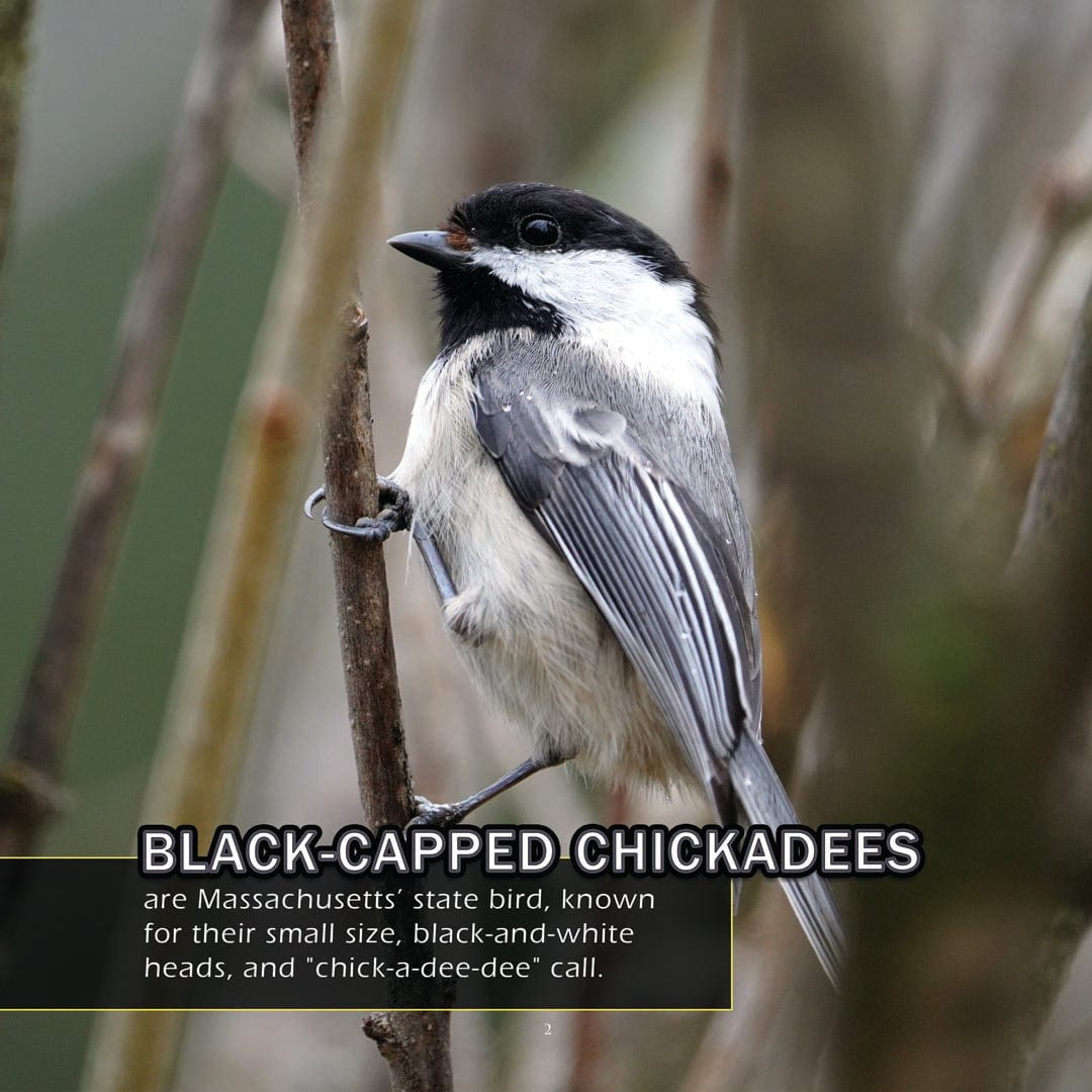 Animals of Massachusetts! A My Incredible World Picture Book for Children