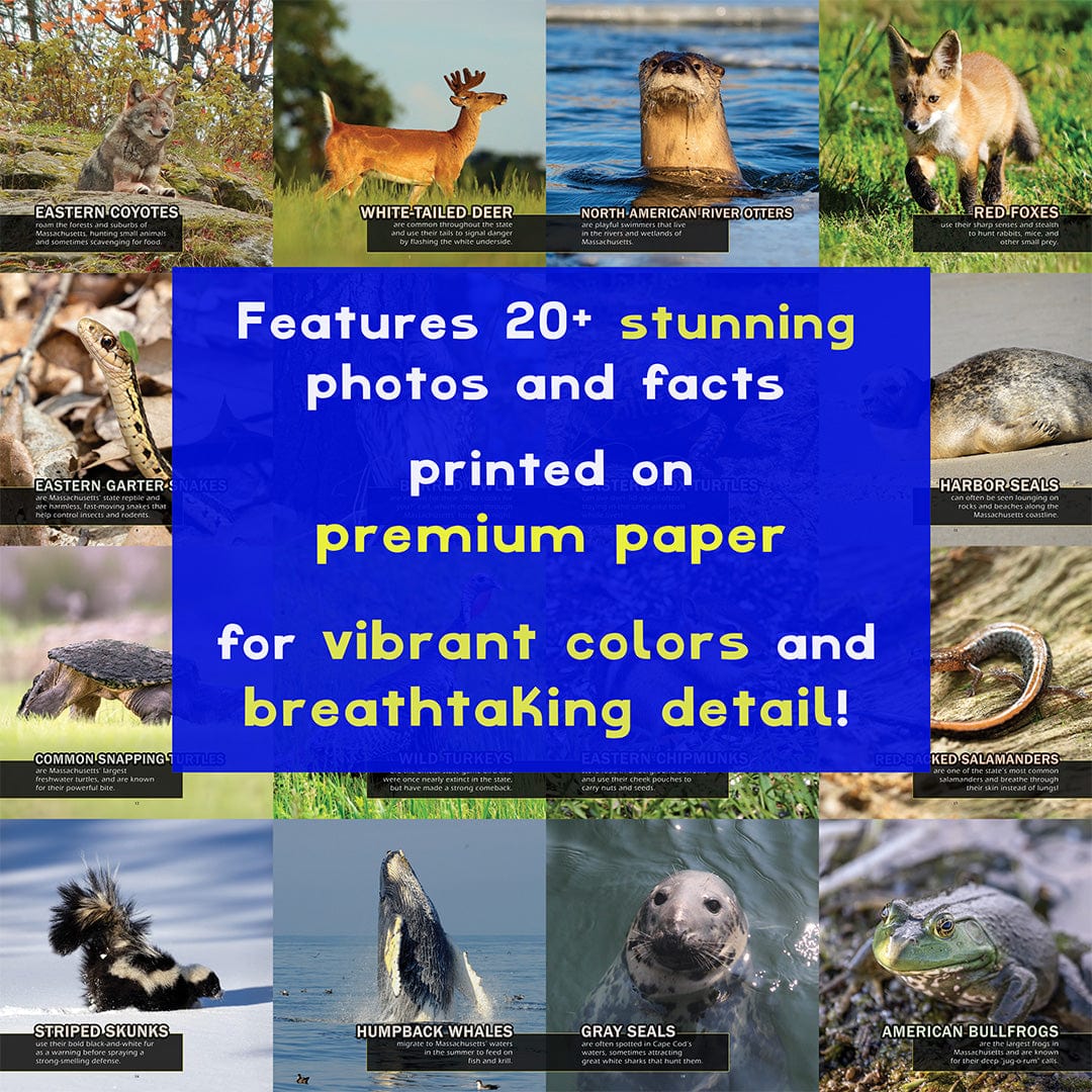 Animals of Massachusetts! A My Incredible World Picture Book for Children