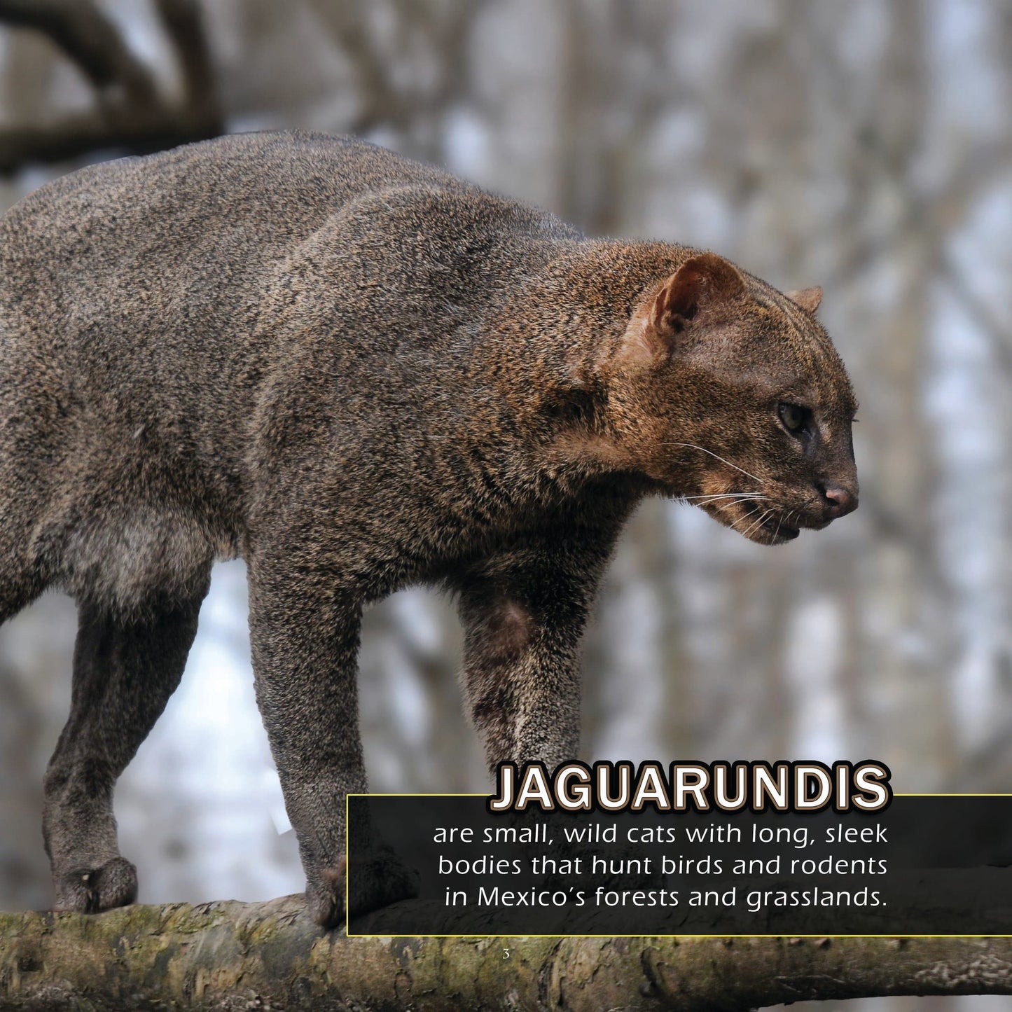 Animals of Mexico! A My Incredible World Picture Book for Children