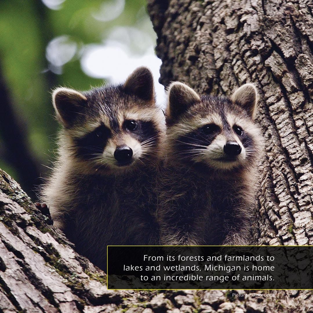 Animals of Michigan! A My Incredible World Picture Book for Children