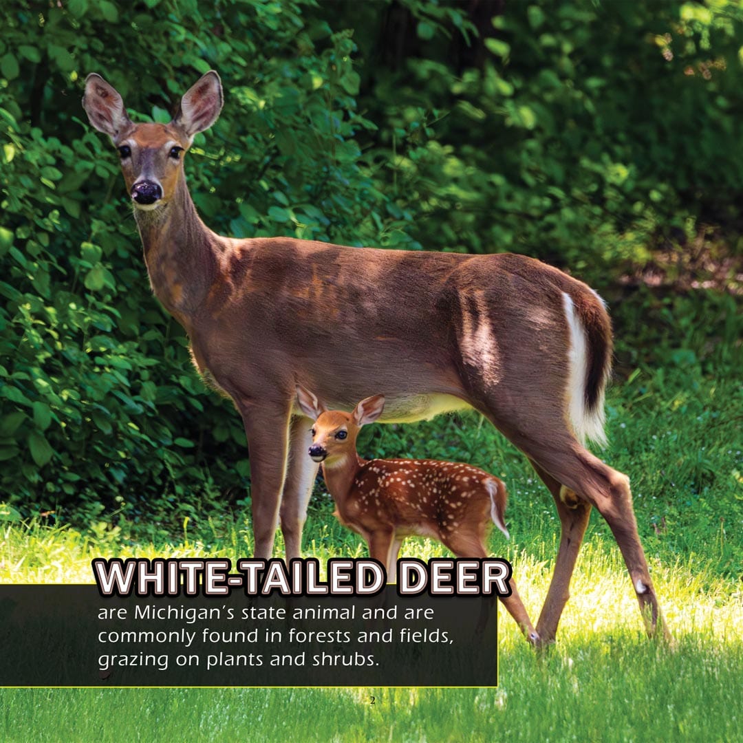 Animals of Michigan! A My Incredible World Picture Book for Children