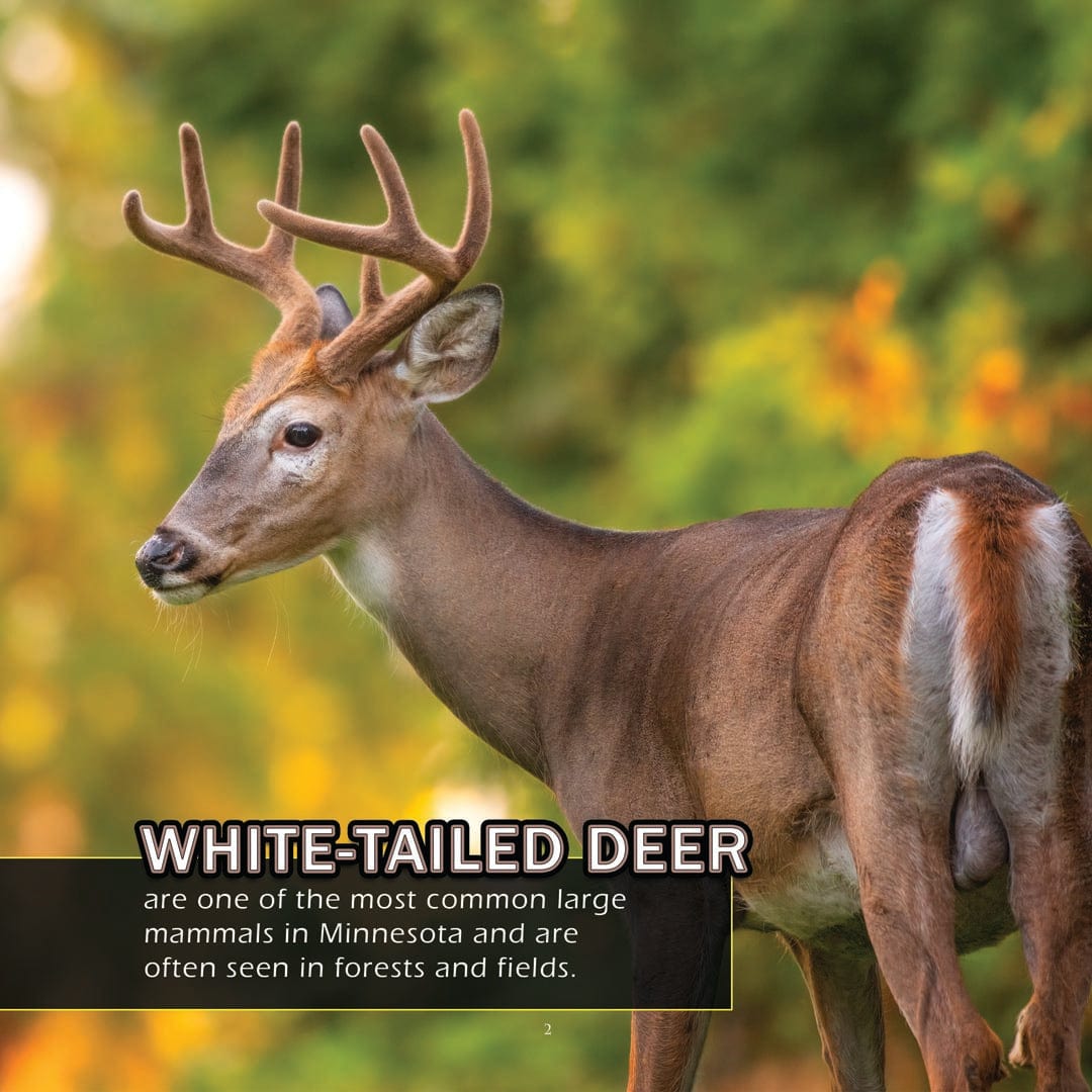 Animals of Minnesota! A My Incredible World Picture Book for Children