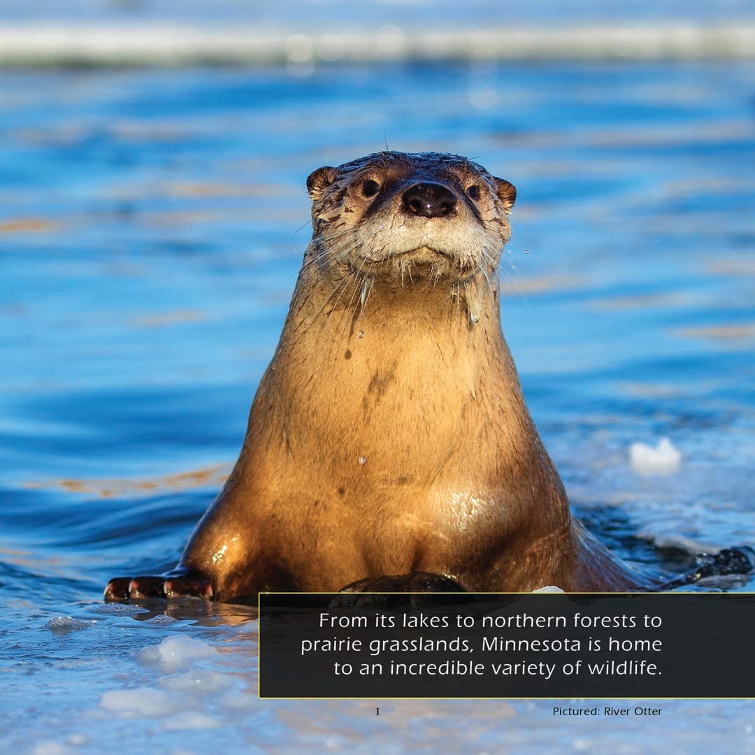 Animals of Minnesota! A My Incredible World Picture Book for Children