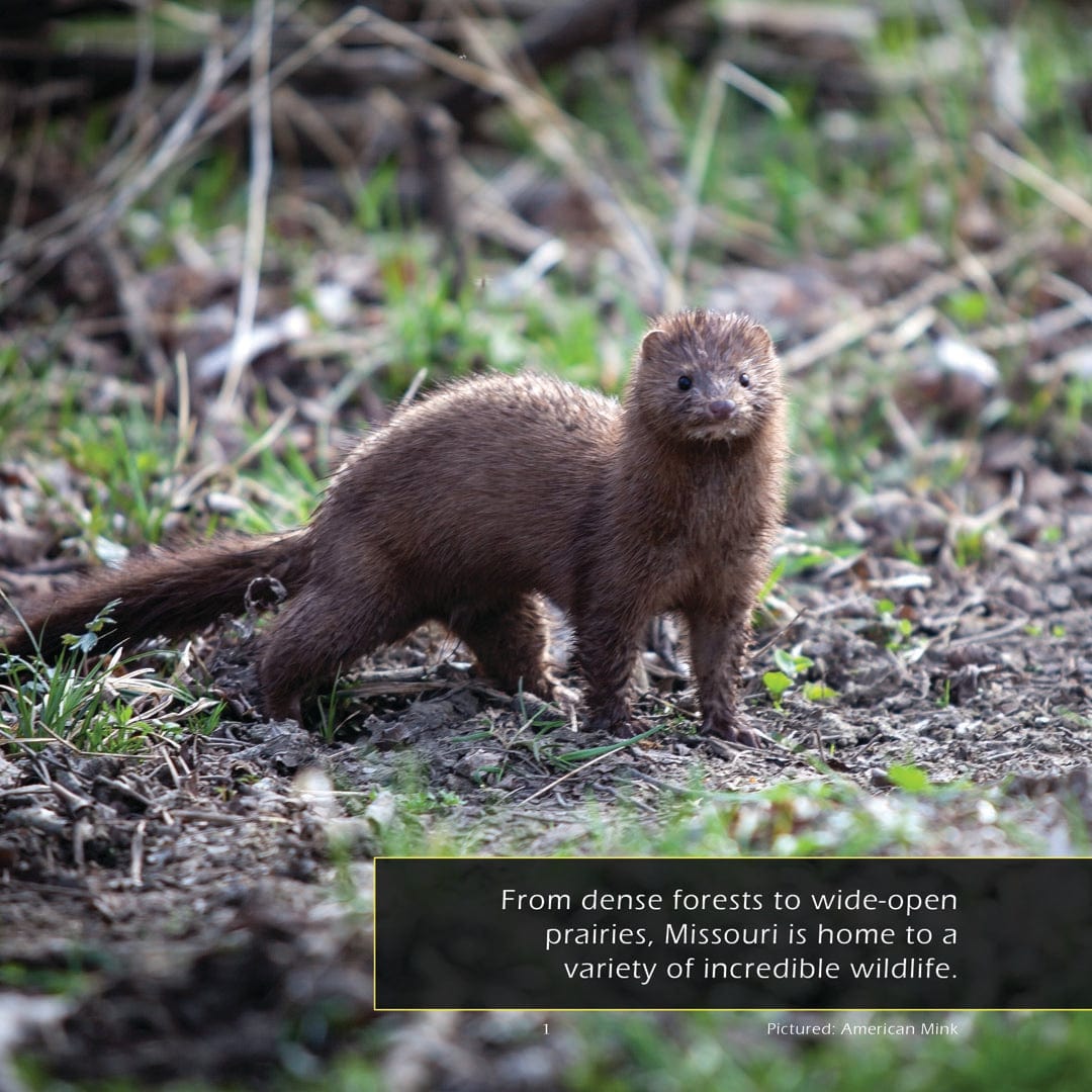 Animals of Missouri! A My Incredible World Picture Book for Children