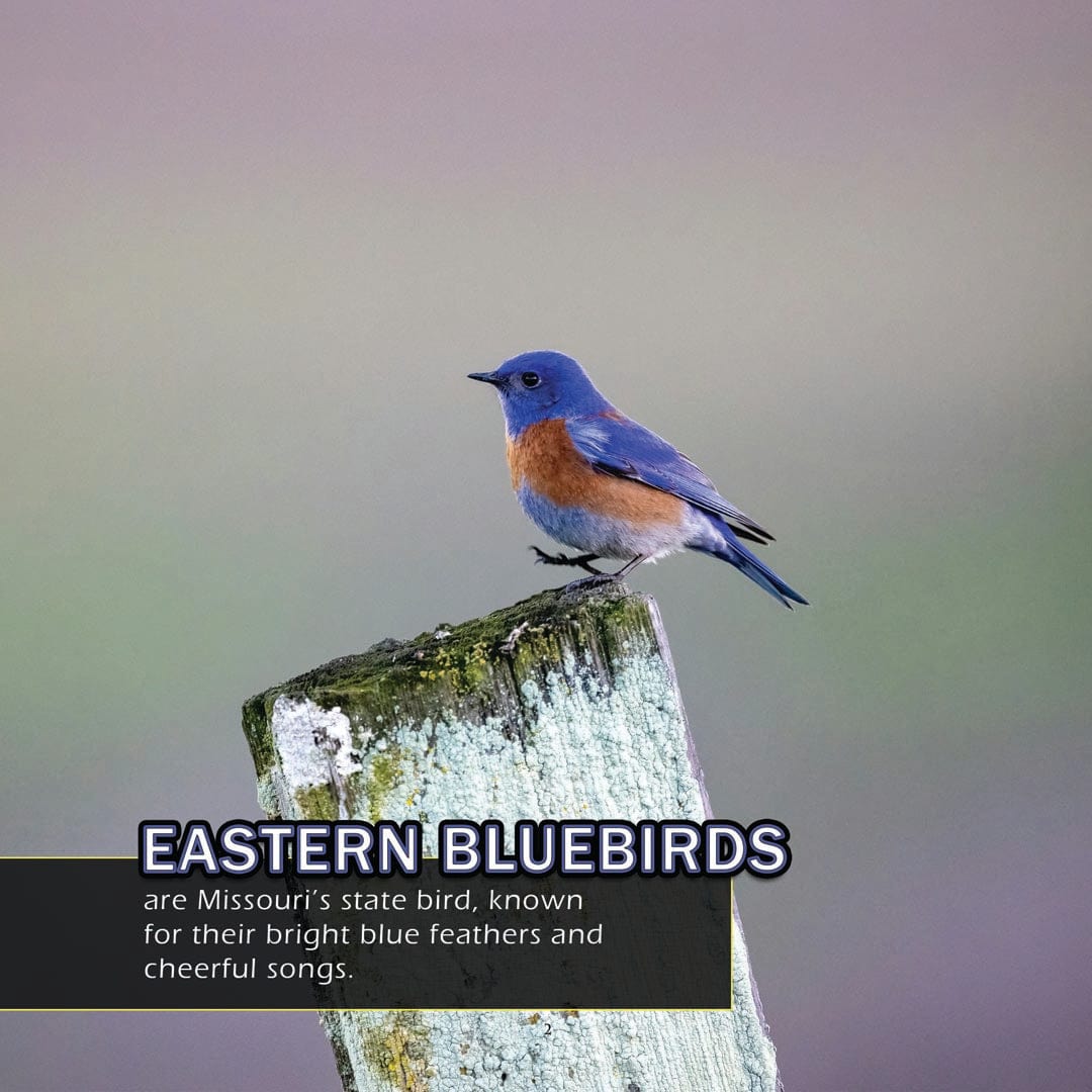 Animals of Missouri! A My Incredible World Picture Book for Children