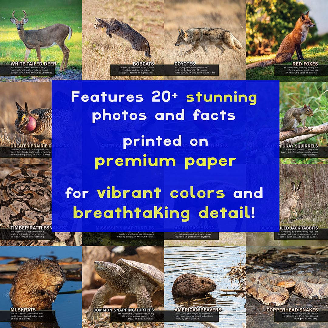 Animals of Missouri! A My Incredible World Picture Book for Children