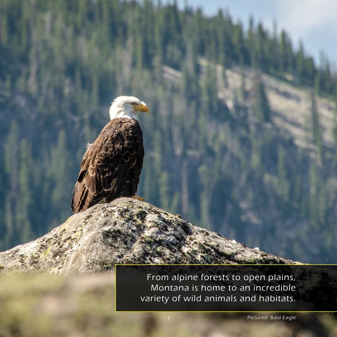 Animals of Montana! A My Incredible World Picture Book for Children