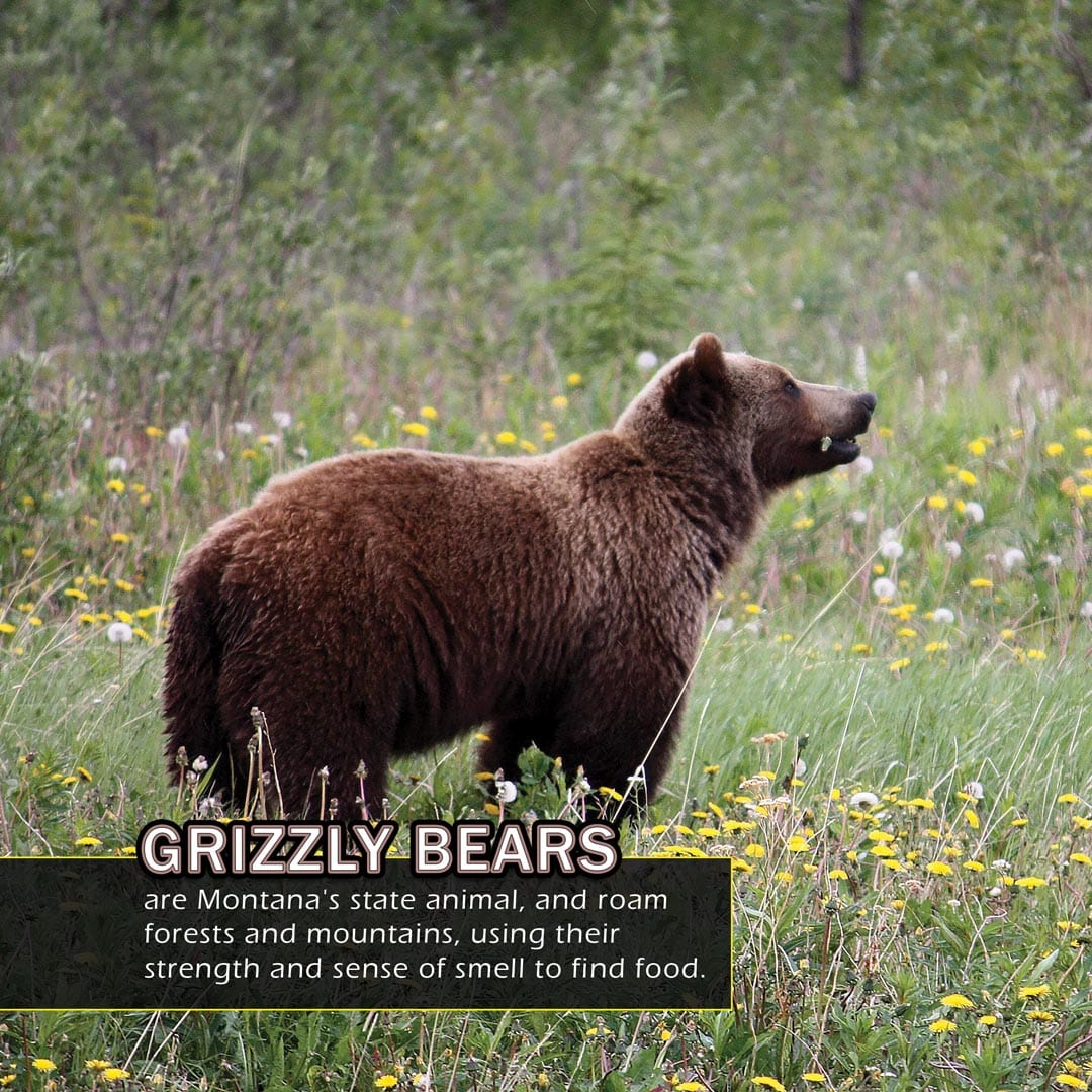 Animals of Montana! A My Incredible World Picture Book for Children