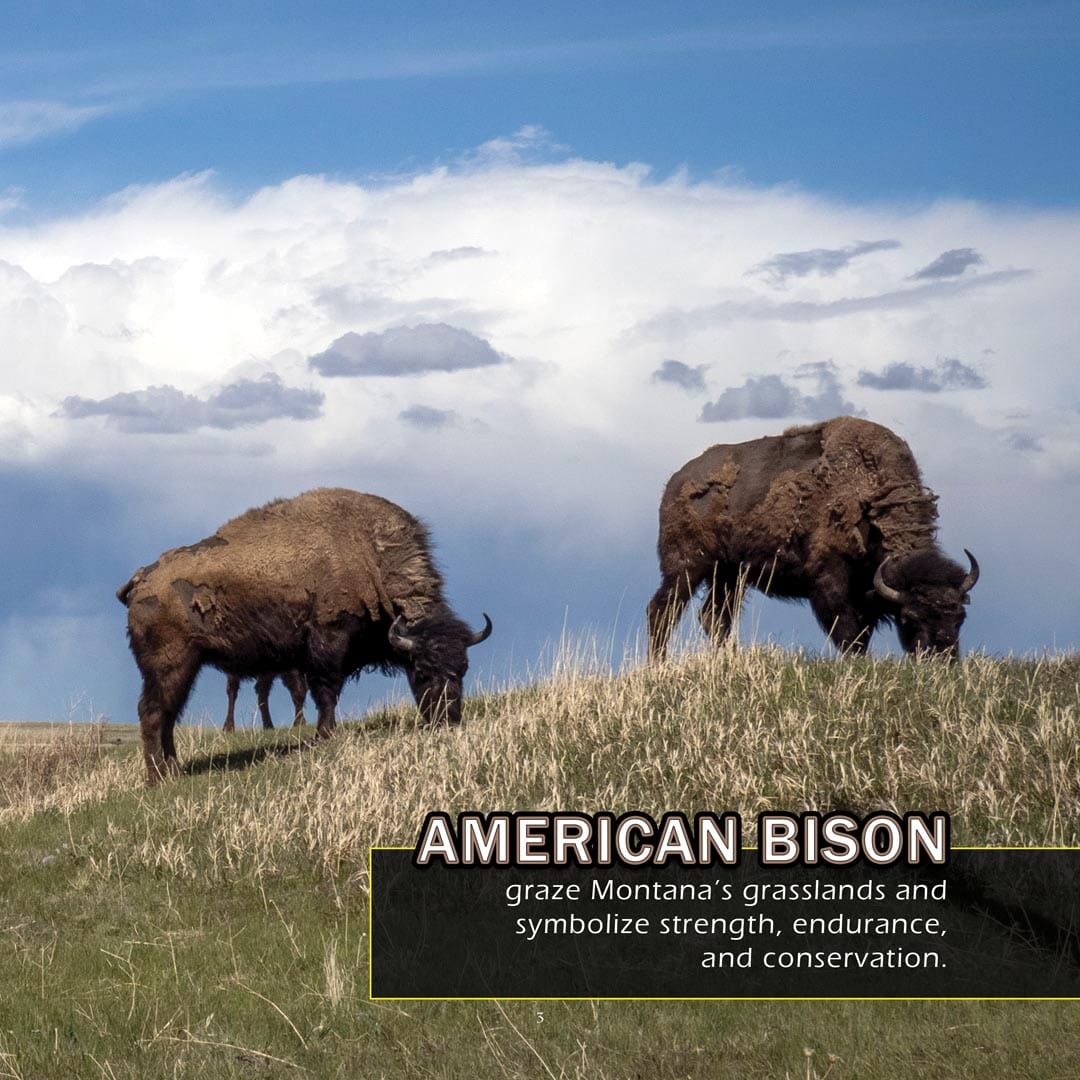 Animals of Montana! A My Incredible World Picture Book for Children