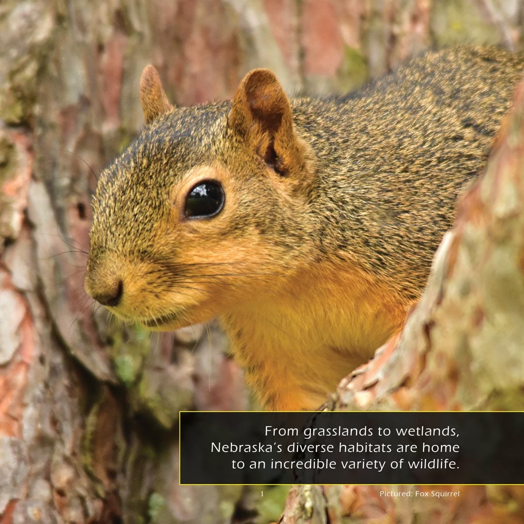 Animals of Nebraska! A My Incredible World Picture Book for Children