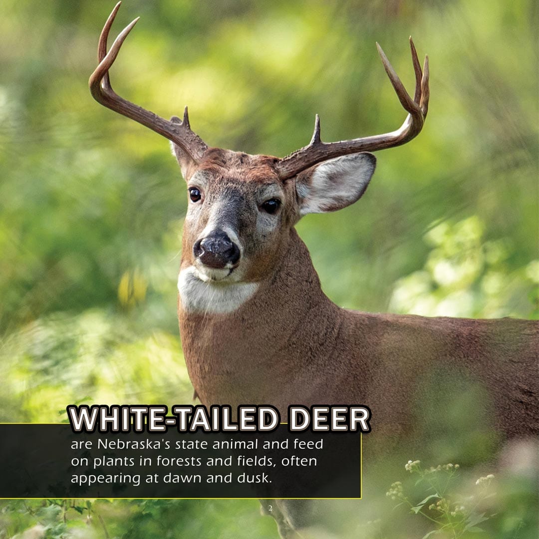 Animals of Nebraska! A My Incredible World Picture Book for Children