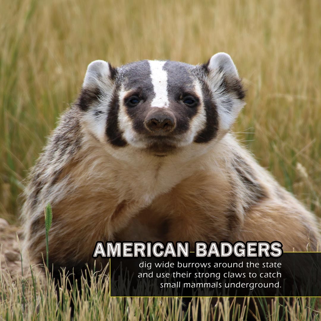 Animals of Nebraska! A My Incredible World Picture Book for Children