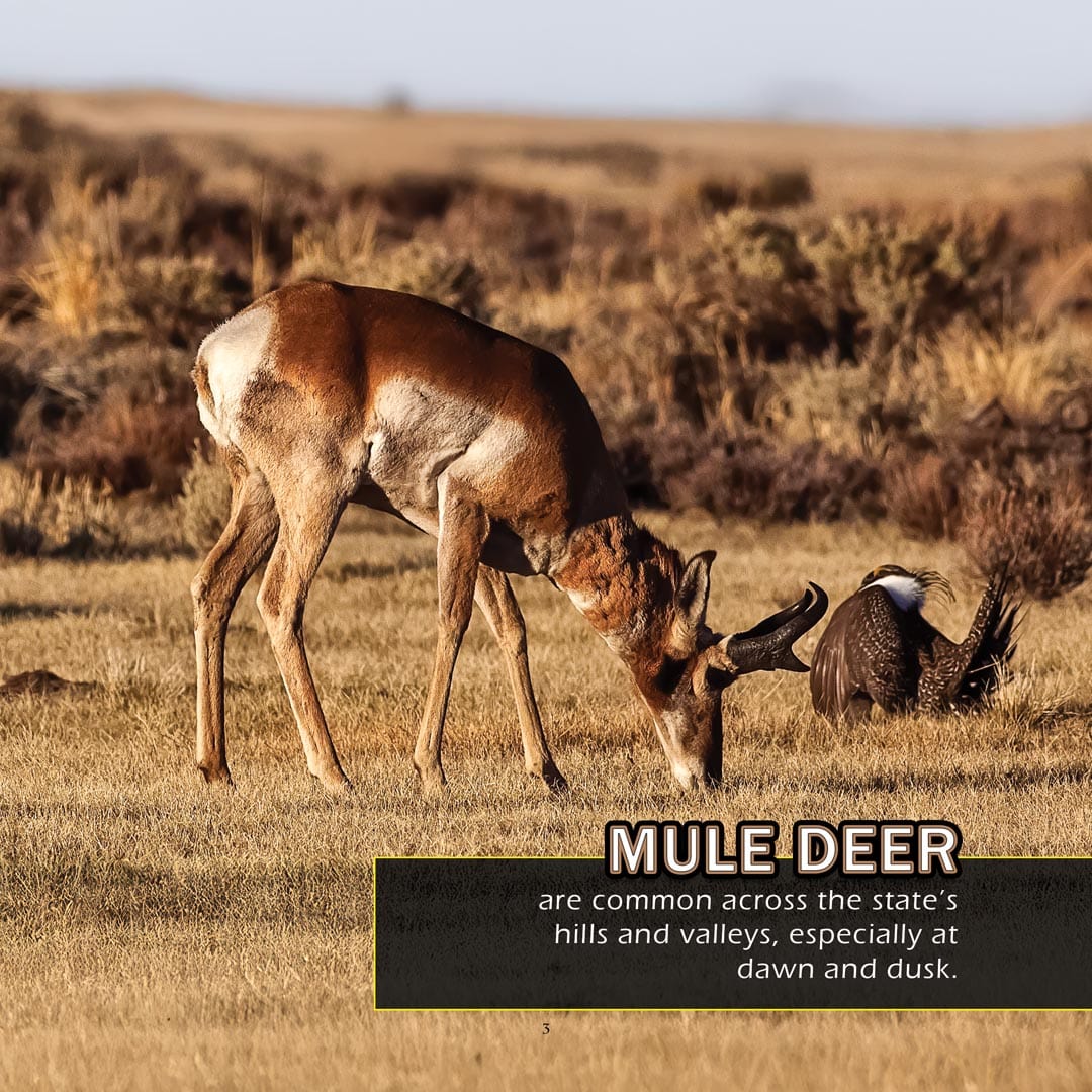 Animals of Nevada! A My Incredible World Picture Book for Children