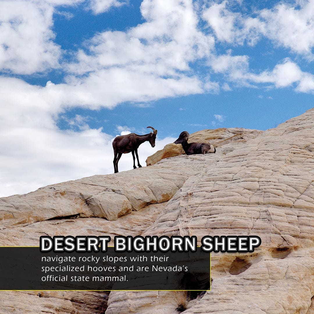 Animals of Nevada! A My Incredible World Picture Book for Children