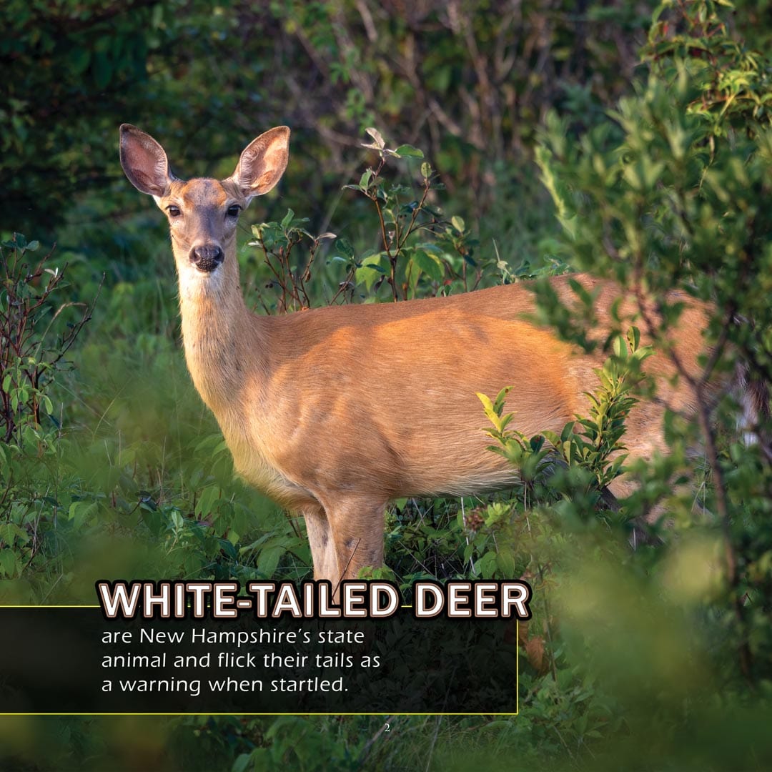 Animals of New Hampshire! A My Incredible World Picture Book for Children