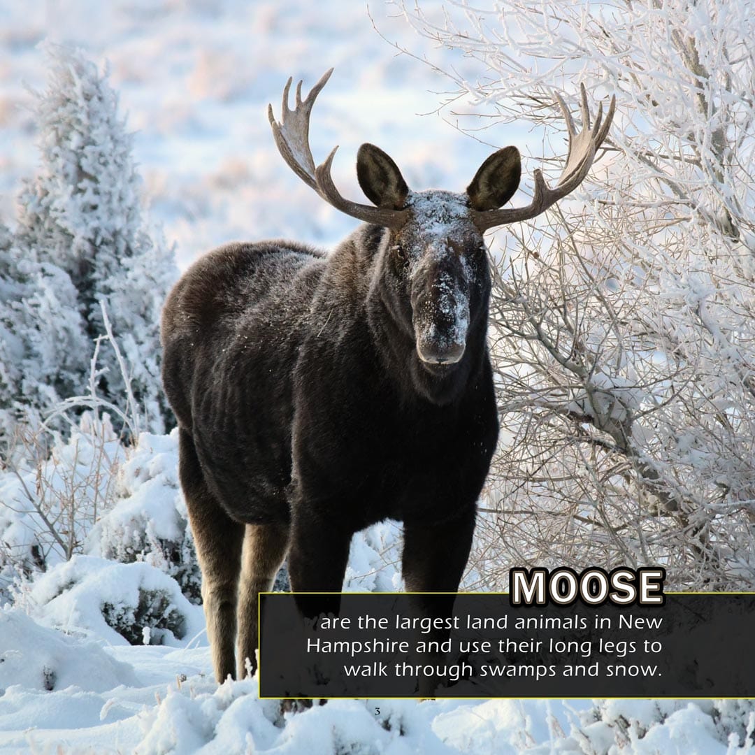 Animals of New Hampshire! A My Incredible World Picture Book for Children