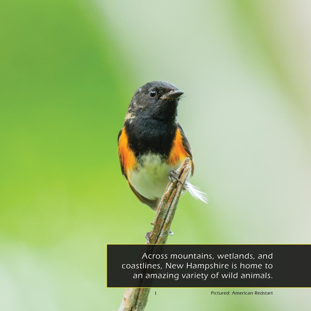 Animals of New Hampshire! A My Incredible World Picture Book for Children