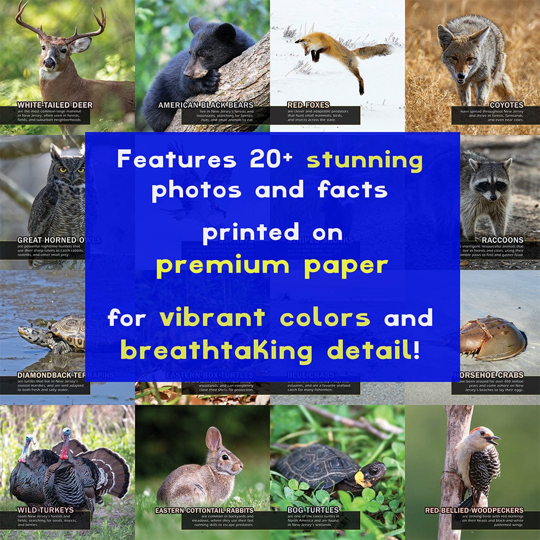 Animals of New Jersey! A My Incredible World Picture Book for Children