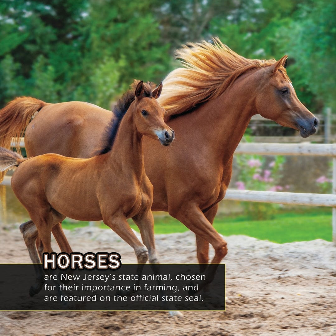 Animals of New Jersey! A My Incredible World Picture Book for Children