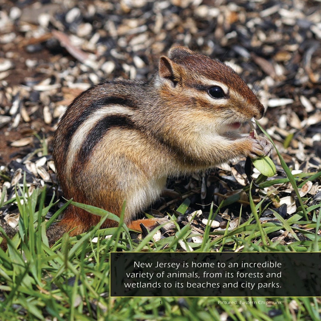 Animals of New Jersey! A My Incredible World Picture Book for Children