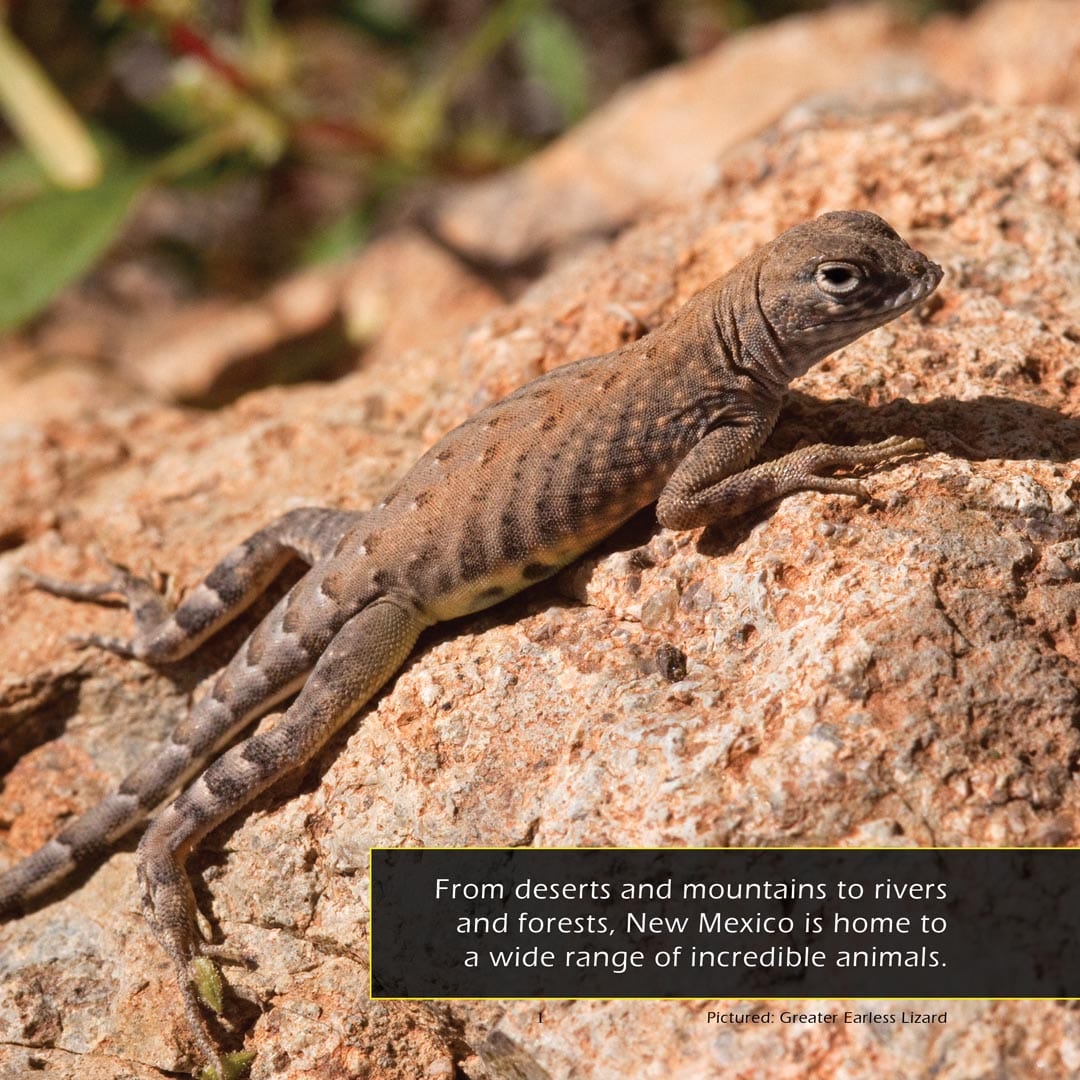 Animals of New Mexico! A My Incredible World Picture Book for Children