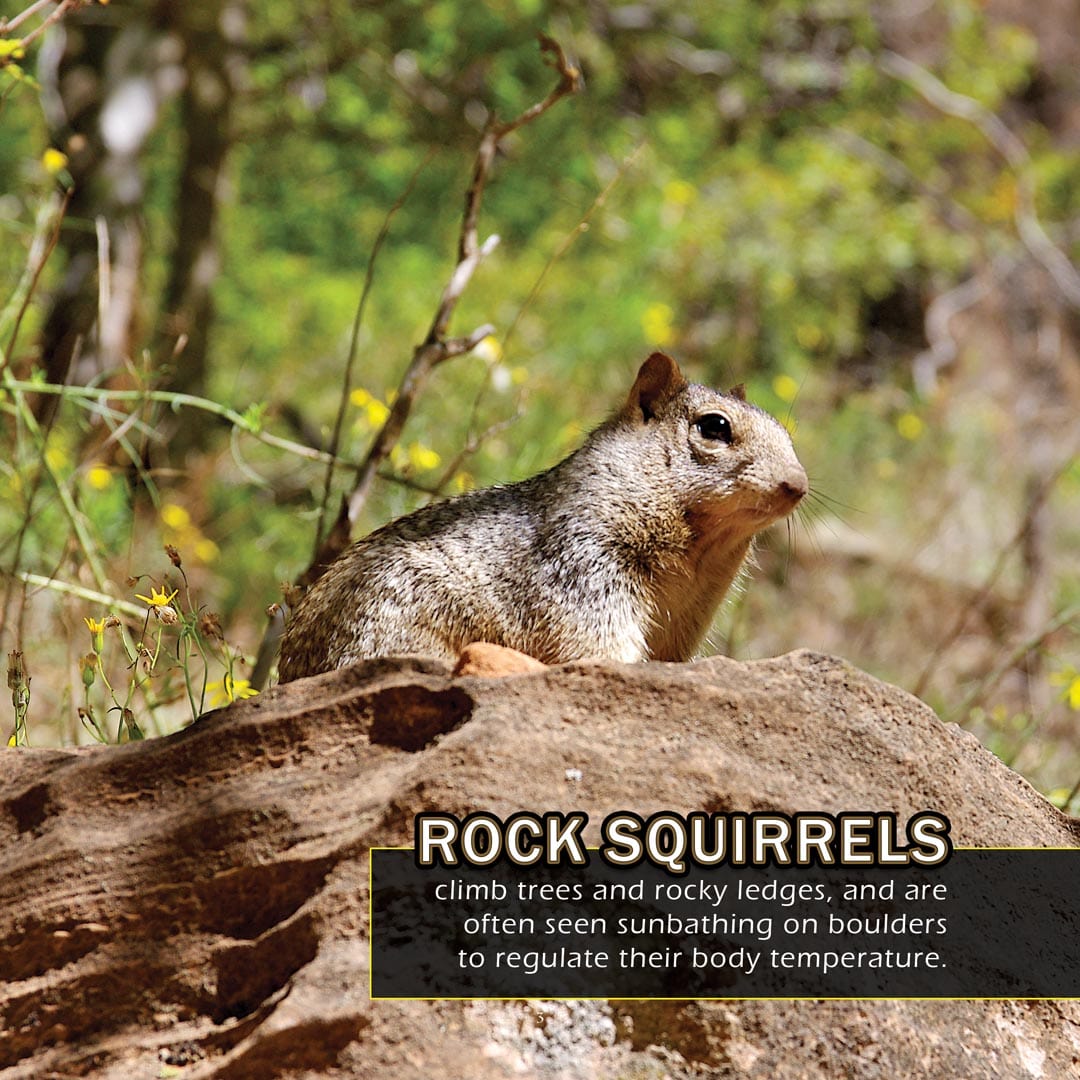 Animals of New Mexico! A My Incredible World Picture Book for Children