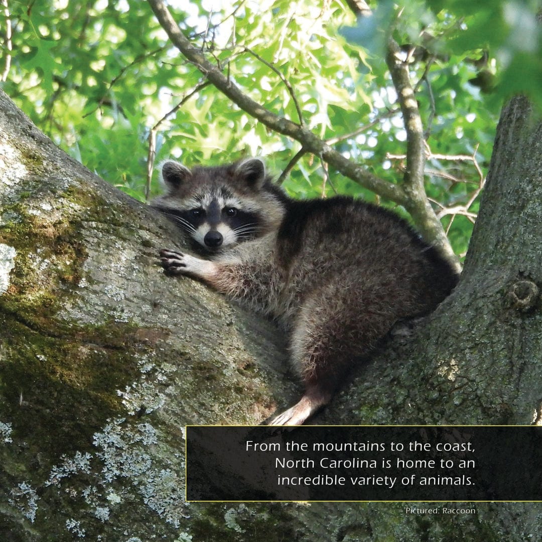 Animals of North Carolina! A My Incredible World Picture Book for Children