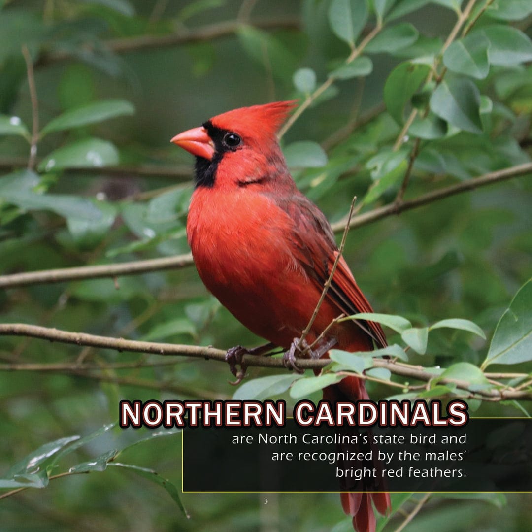 Animals of North Carolina! A My Incredible World Picture Book for Children