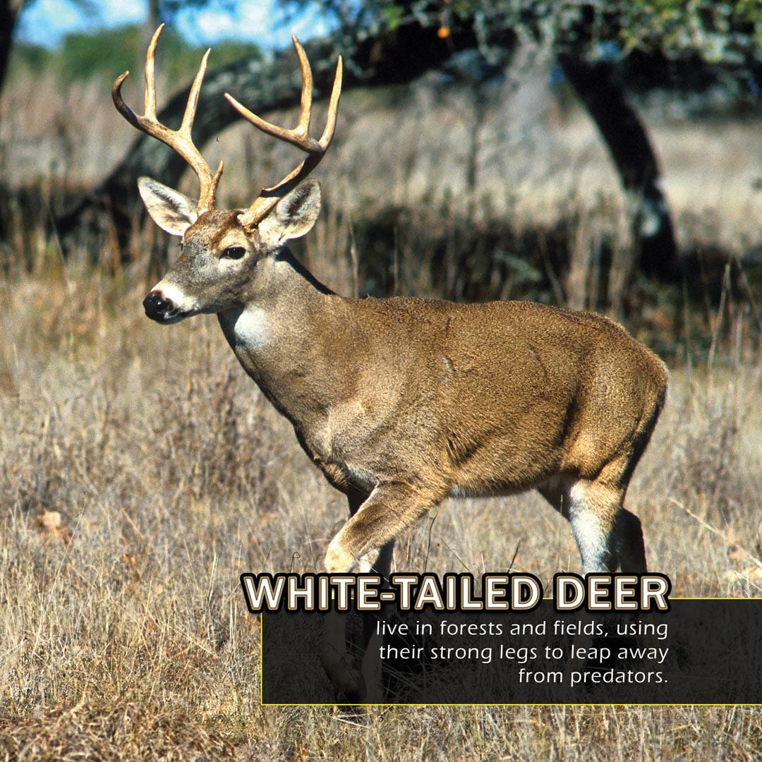 Animals of North Dakota! A My Incredible World Picture Book for Children